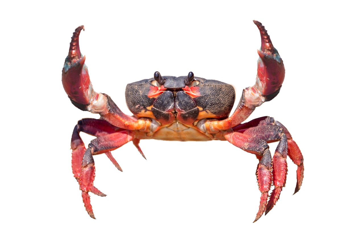 Best picture of crabs that you will ever see